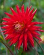 Dahlia Red Pigmy6